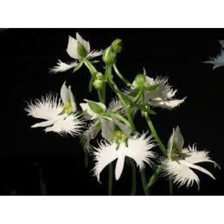 30 sementes orquídea branca paristeria raras pomba branca p mudas jardins  Vasos decoração flores primavera + Brindess | BeeCost