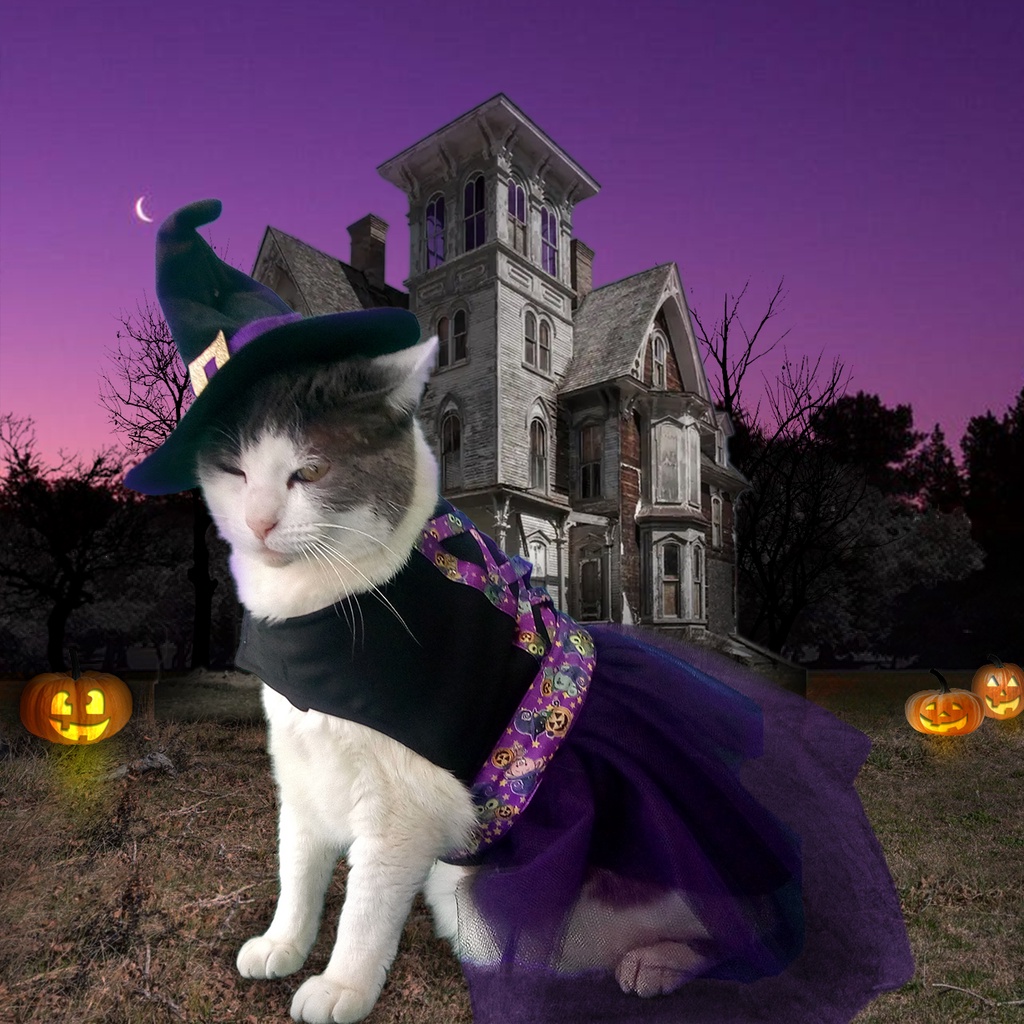 Vestido pet  BRUXA + CHAPÉU para cachorro e gato FANTASIA PET halloween 🎃