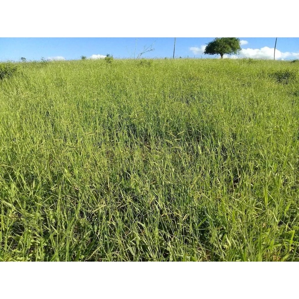5kg sementes capim corrente região semi arido server para cavalos gado leite gado corte ovinos caprinos galinhas
