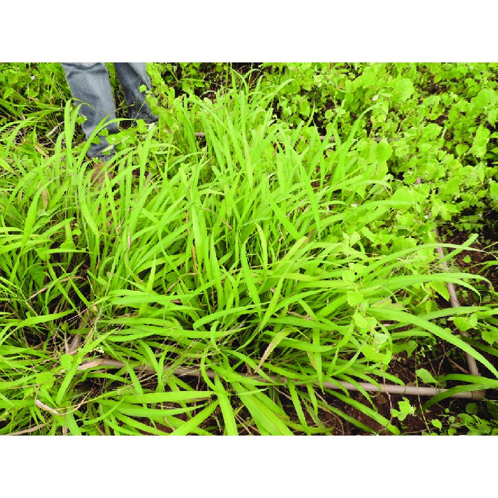 Capim Aruana Panicum Maximum - 200gr De Sementes — imagem 2 de 2