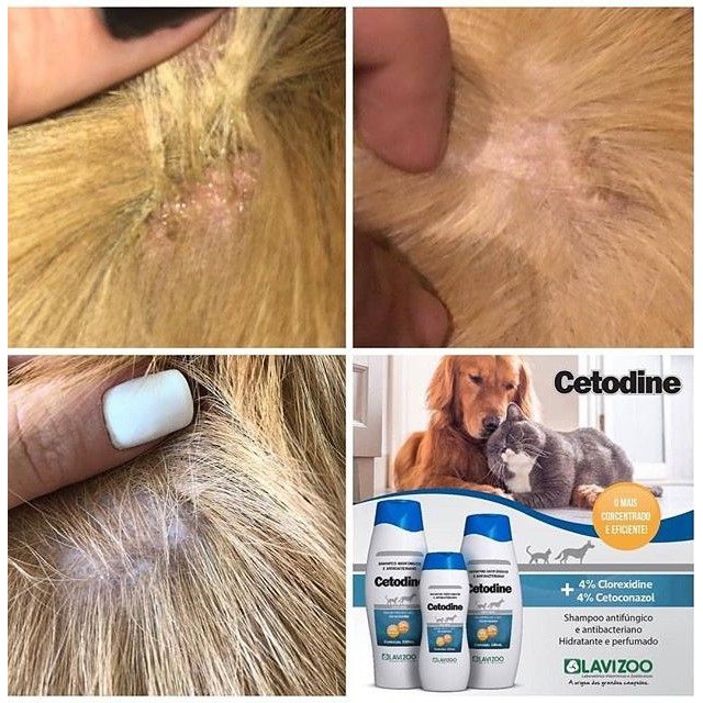 Shampoo cetoconazol para cães cachorro gato coelho hamster pet Dobro da