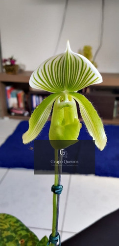 Kit 3 Orquídeas Sapatinho Paphiopedilum No Vaso | Shopee Brasil