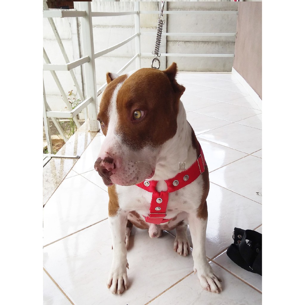 Peitoral pitbull cachorro grande cães de fita reforçado goldem pastor alemão mellinius belga husky rotwailler dogo doberman