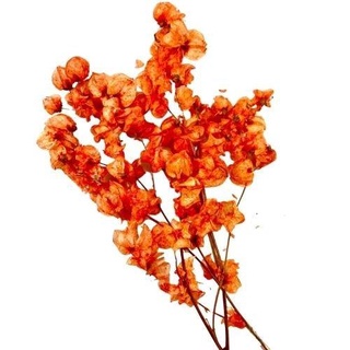 Maço de bougainville Laranja - Flores Desidratadas em Oferta na Shopee