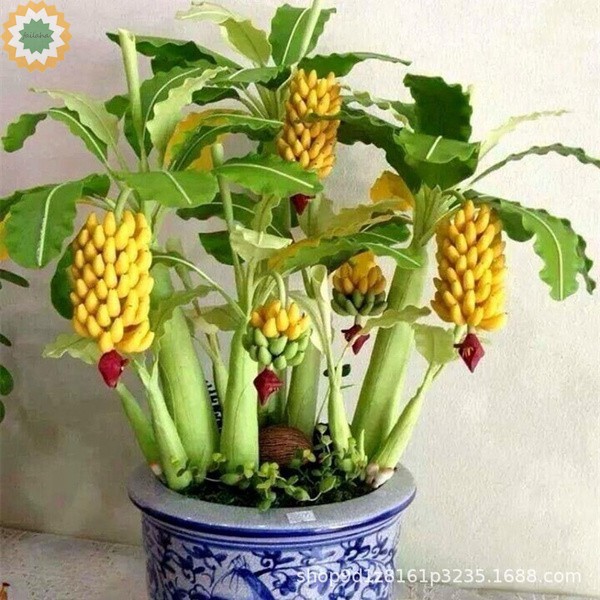Anão Sementes De Banana Árvore Mini Semente De Banana Raro Mini Frutas  Planta De Jardim 100 Pcs | Shopee Brasil