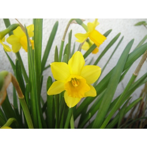 Lirio Narciso Amarelo 10 Sementes para jardins | Shopee Brasil