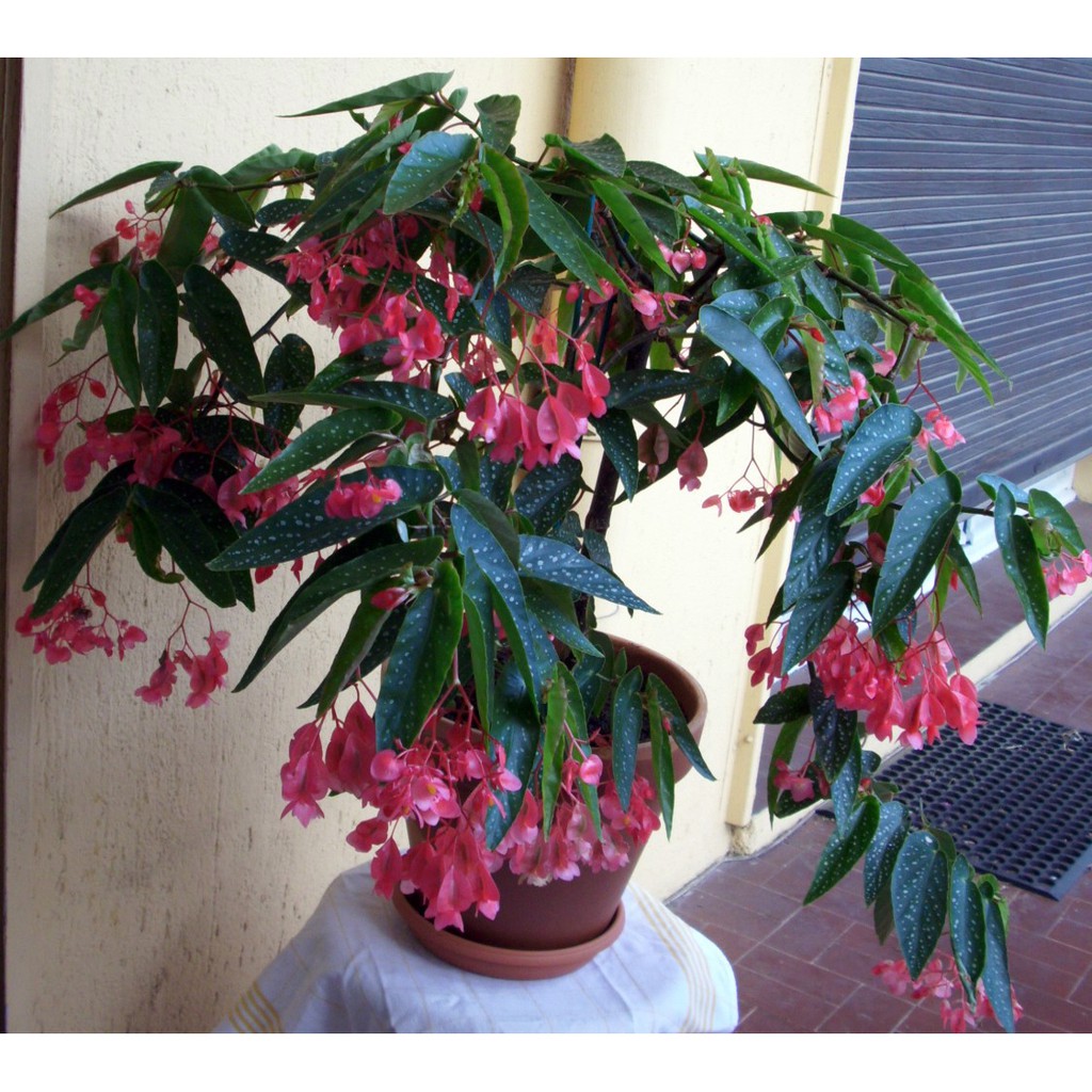 Sementes de Begônia Maculata Pink - para plantio de Mudas da Flor LIfl |  Shopee Brasil