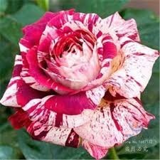 Sementes De Rosas Tiger Rosé, Exótica E Rara - 350 Sementes