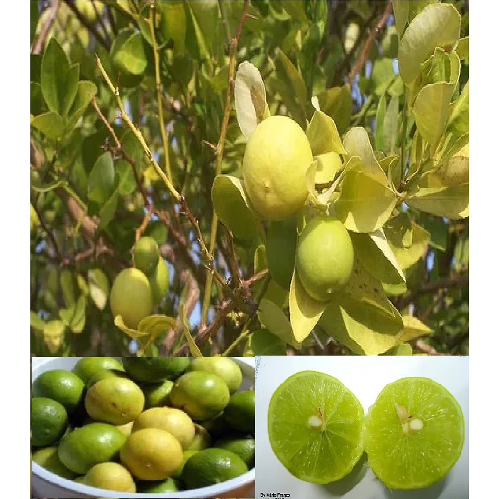 Limão Galego Anão - (6) Sementes Selecionadas P/ Mudas Da Fruta | Shopee  Brasil