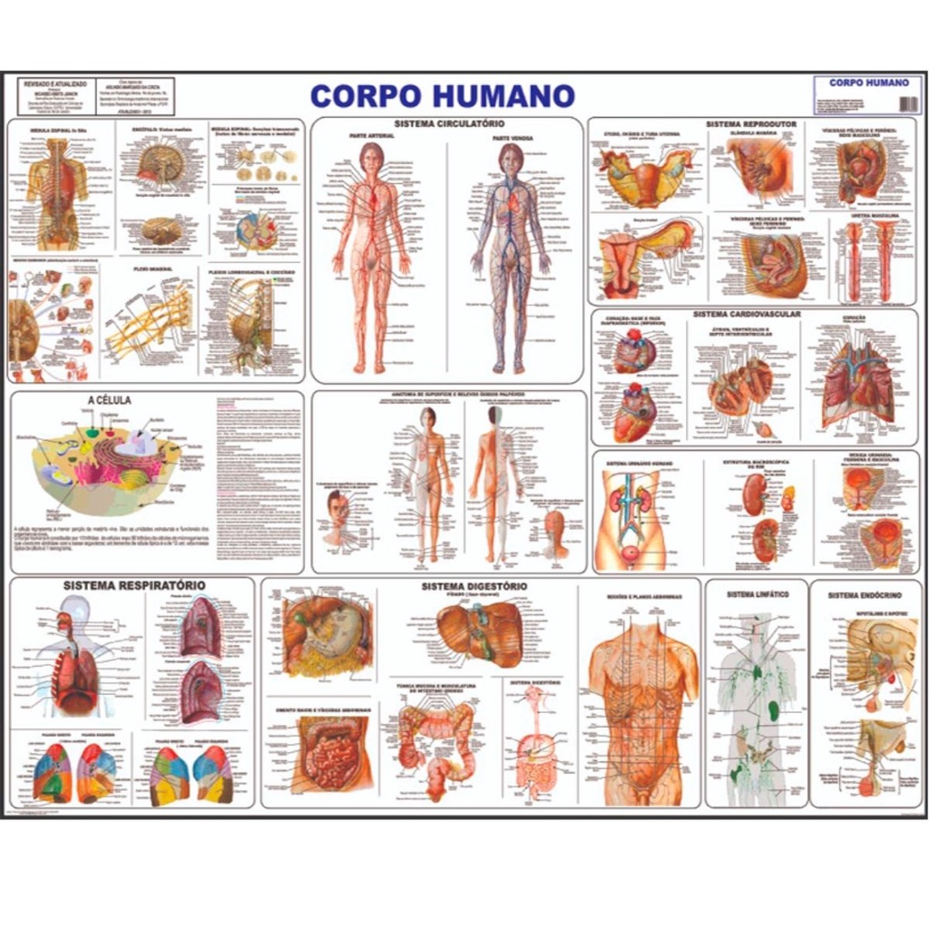 Corpo Humano Poster Mapa Anatomia Partes Corpo Medicina Shopee Brasil