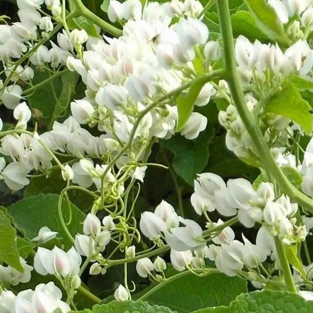 Agarradinho Planta: Onde Comprar | BuscaProdutos