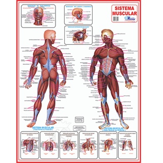 Mapa Sistema Muscular Corpo Humano Medicina Anatomia Poster em Oferta na Shopee