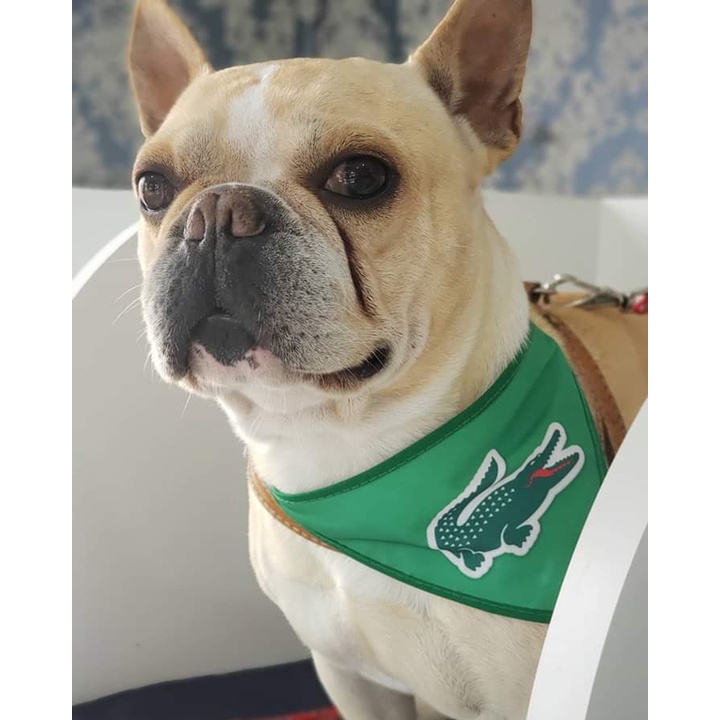 60 Bandanas Tamanho P M G, 20 P, 20 M, 20 G Com Viés Personalizadas Pet Shop Cachorro