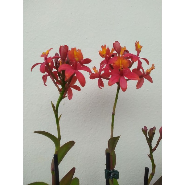 Mudas de Orquídeas Epidendrum | Shopee Brasil