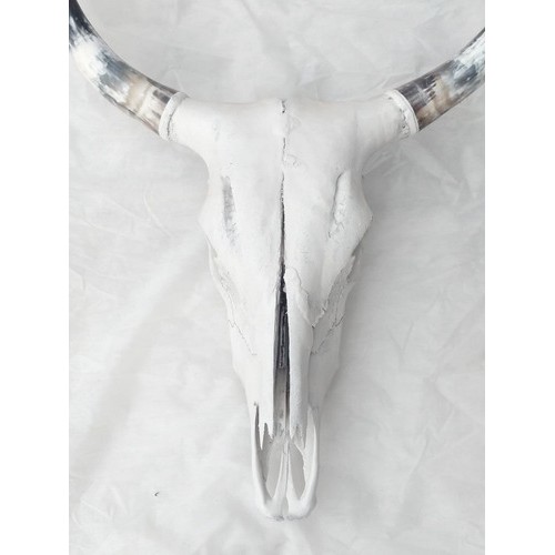 Cabeça De Boi Cranio Caveira Natural Promoção Especial Luxo