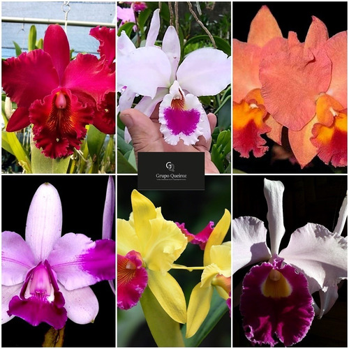 Kit 05 Mudas Adultas Orquídeas Cattleya + Phal Verme Semi Ad | Shopee Brasil