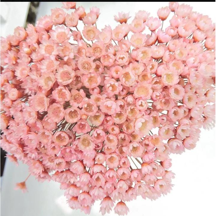 2.000 flores sempre vivas naturais desidratadas cor rosa | Shopee Brasil