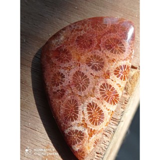 Coral Fóssil - Fóssil Coral (Indonésia)