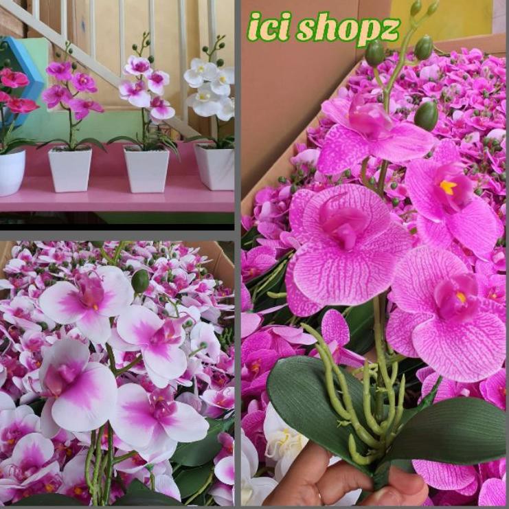 Orquídea 6,6 F Ash Orquídea Premium Látex / Ornamental Sem Vaso | Shopee  Brasil