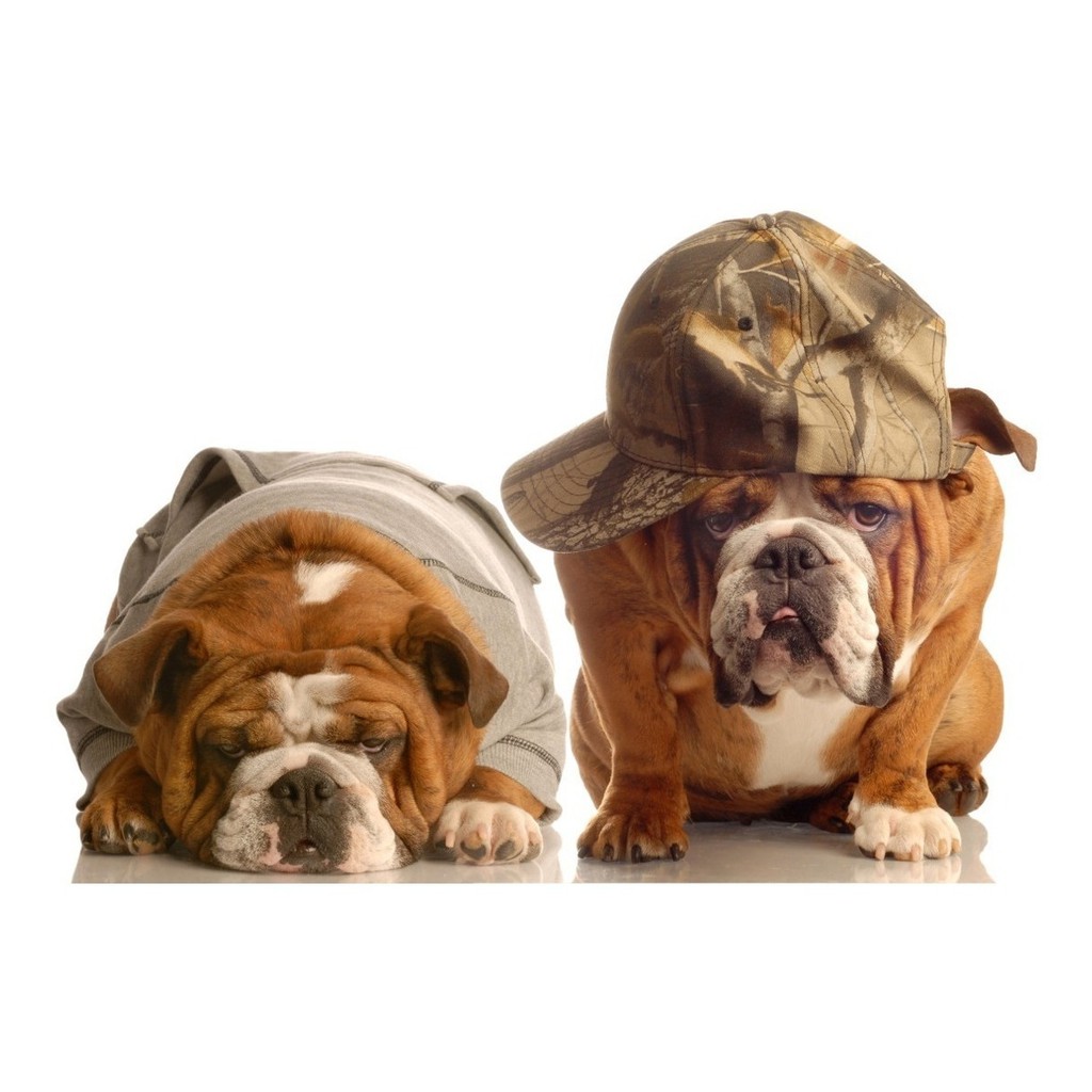 Papel Parede Adesivo Pet Cachorro Gato Bulldog Pug 1,5x2,0m