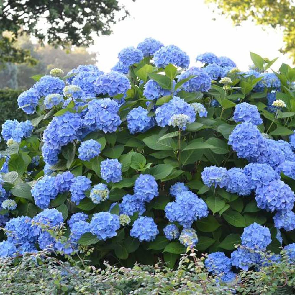 300 Sementes De Hortencia azul Selecionadas | Shopee Brasil