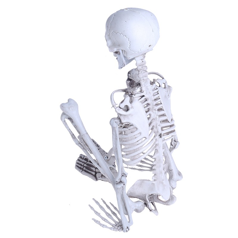 Modelo Anatomico De Corpo Inteiro Caveira Media Esqueleto Humano Para Halloween Medico Shopee Brasil