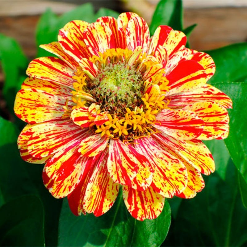 60 Sementes Flor Zínia Gigante Da Califórnia - | Shopee Brasil