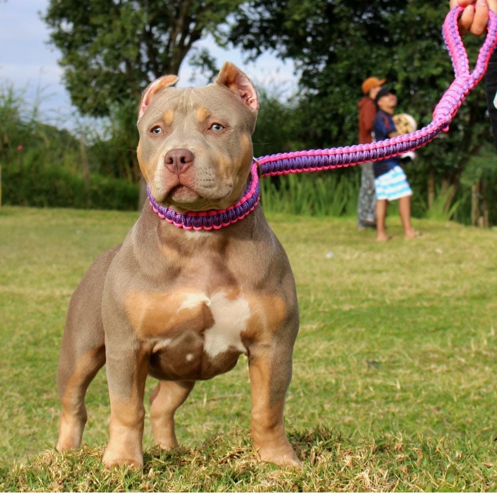 Guia Enforcador Artesanal Para Cachorro