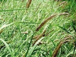 Buffel Aridus: Guia Completo e Onde Comprar | BuscaProdutos