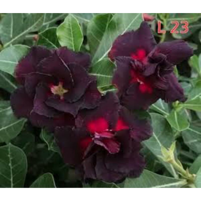 2 sementes de rosa do deserto tripla roxa escura | Shopee Brasil