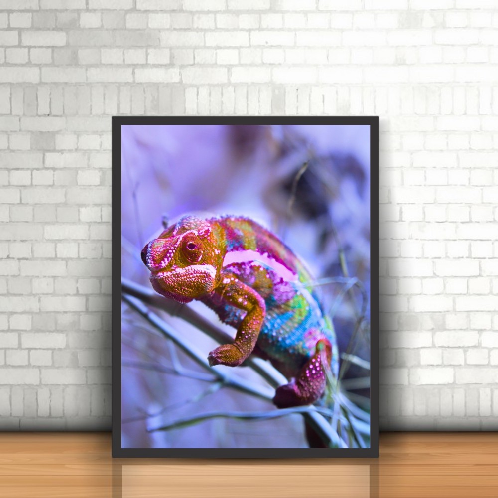 Quadro Animais Camaleao Colorido Reptil com Moldura 30x40cm