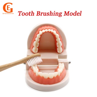 Ferramenta De Ensino De Escovação De Dentes Toddler Educação Precoce Modelo Para Crianças Aprendendo Escova Simulação De Denta em Oferta na Shopee