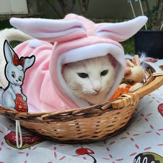 roupa pet de coelho em Oferta na Shopee