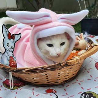 roupa pet de coelho em Oferta na Shopee