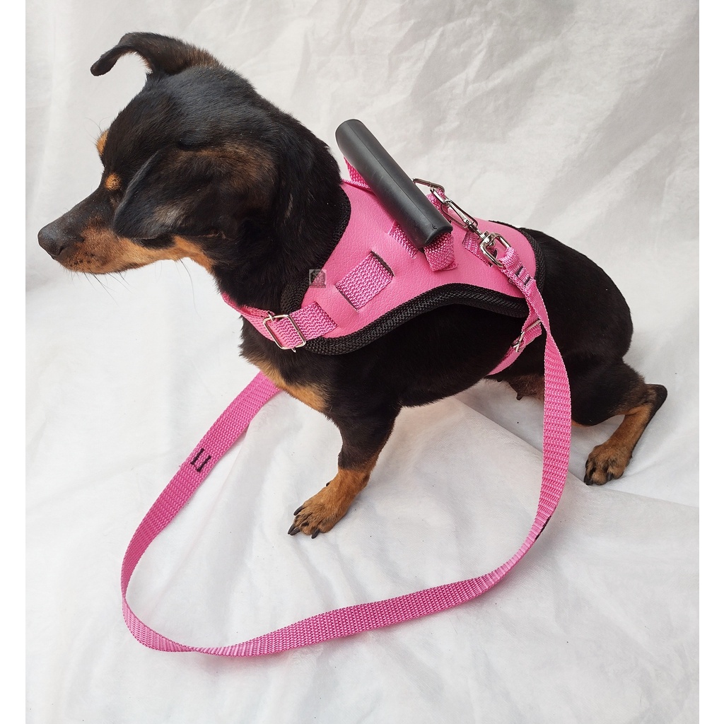 Coleira Peitoral para cachorro pequeno porte reforçado shitz york shire paulistinha Pinscher pug bulldog lhasa lulu srd TOY