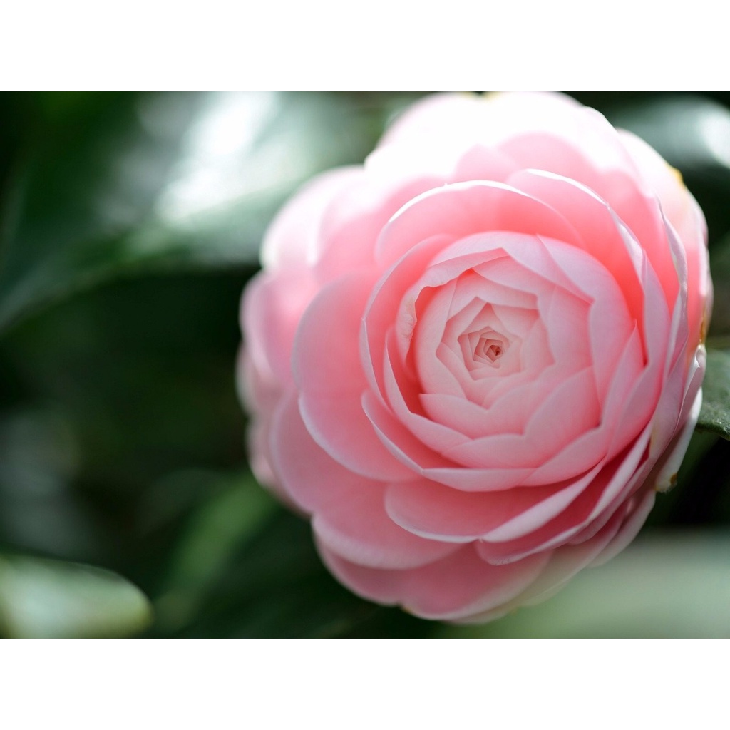 100 Sementes Camellia Japonica Camelia Flores Gigante Rosa - Jardim  Decoração | Shopee Brasil