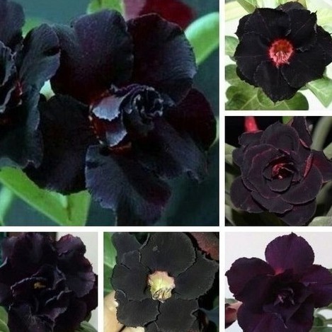 Rosa do deserto flor negra/sement. rosa do deserto flor negra em Oferta na Shopee