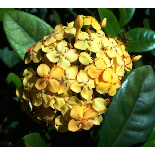10 Sementes De Mini Ixora Chinesa Amarela | Shopee Brasil