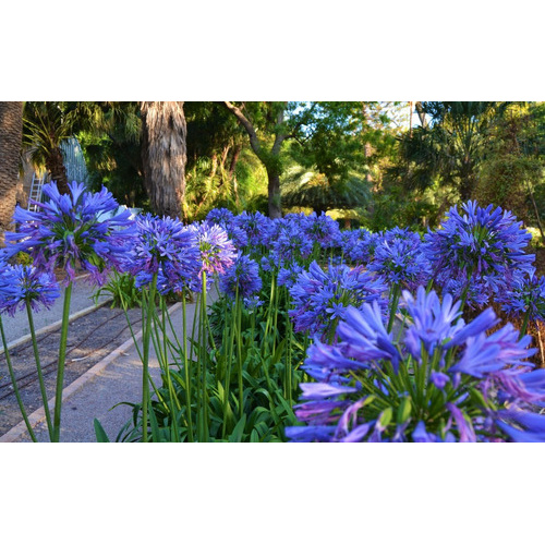 Agapanto Agapanthus 10 Sementes Praecox Flor Rosa | Shopee Brasil