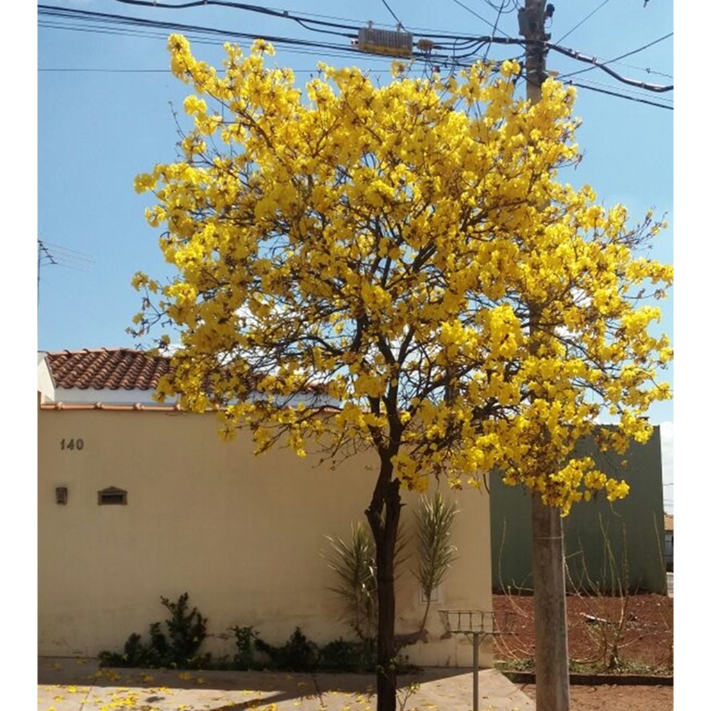 50 Sementes de Ipê Amarelo do Brejo (Tabebuia umbellata) | Shopee Brasil