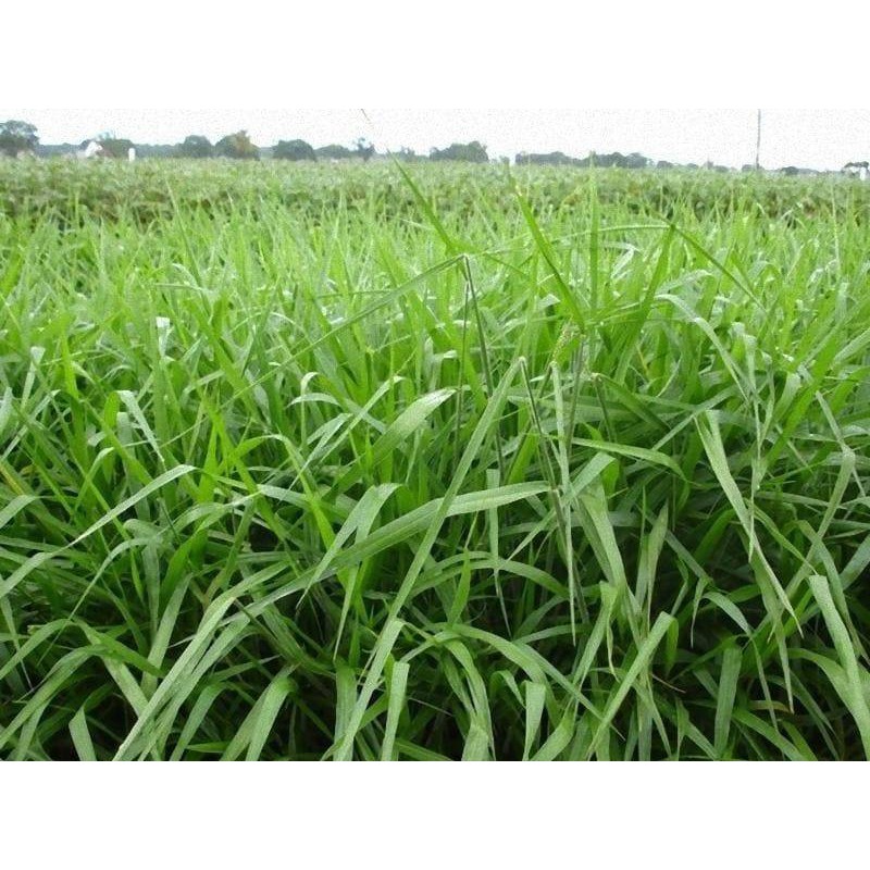 COMBO 10KG SEMENTES CAPIM MYIAGEM PELETIZADO + 10KG BRACHIARA RUZIZIENSES PELETIZADO + 5KG SUBSTRATO  ADUBO CAROLINA SOIL