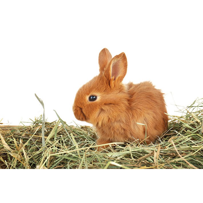 Feno Tifton para Coelhos, Hamsters, Chinchila, Porquinhos da Índia, Roedores e Para Usos de Decoração