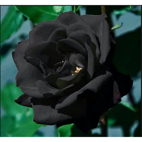 10 Sementes De Lindas Rosas Negras Black Rose | Shopee Brasil