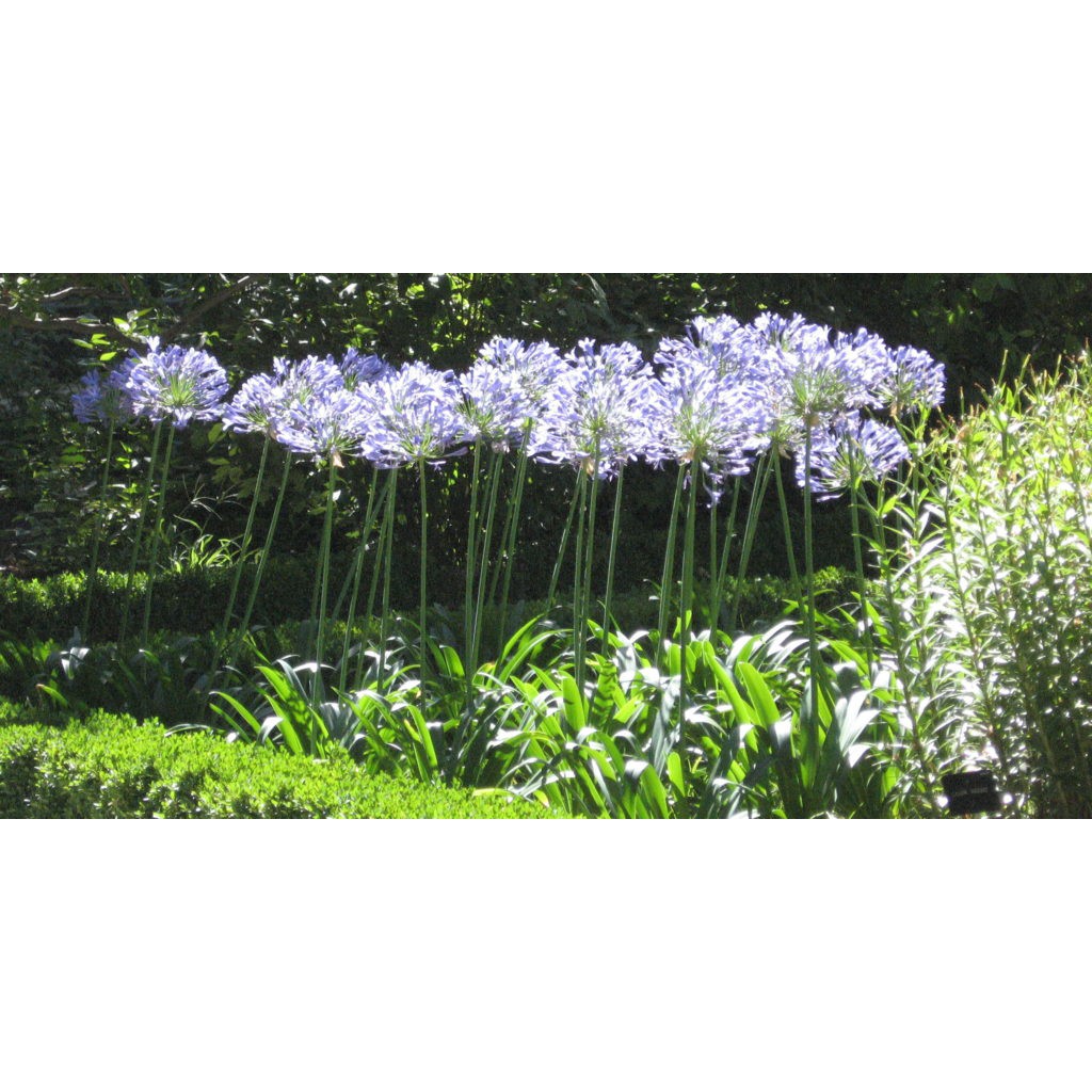 Sementes frescas de Agapanto Mix Azul e Branco - Agapanthus africanus -  Para plantio de Mudas | Shopee Brasil