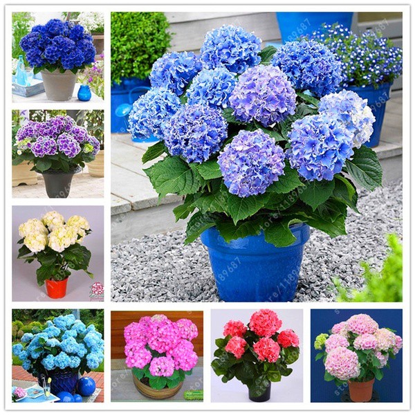 20 Pçs/Bolsa Sementes de Flores Hortênsia / Planta de Jardim para Vaso de  Flores UB | Shopee Brasil
