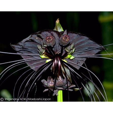 300 Sementes Orquidea Negra Tacca Chantrieri Flor Morcego Sementes | Shopee  Brasil