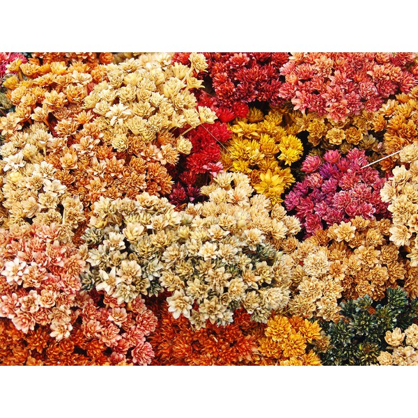 470 Sementes de Sempre Viva Sortida sultante flor de palha | Shopee Brasil