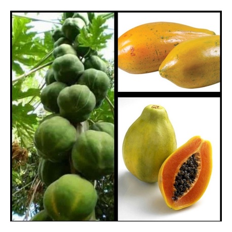 Mamão Caipira Mamão Formosa Mamão Papaia 300 Sementes