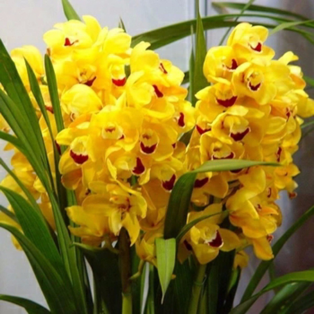 50 Sementes Orquídea Cymbidium Amarela Planta Flor Rosa - Jardim Decoração  | Shopee Brasil