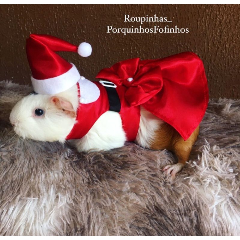 vestido de natal pet para porquinho da índia + gorro Noel